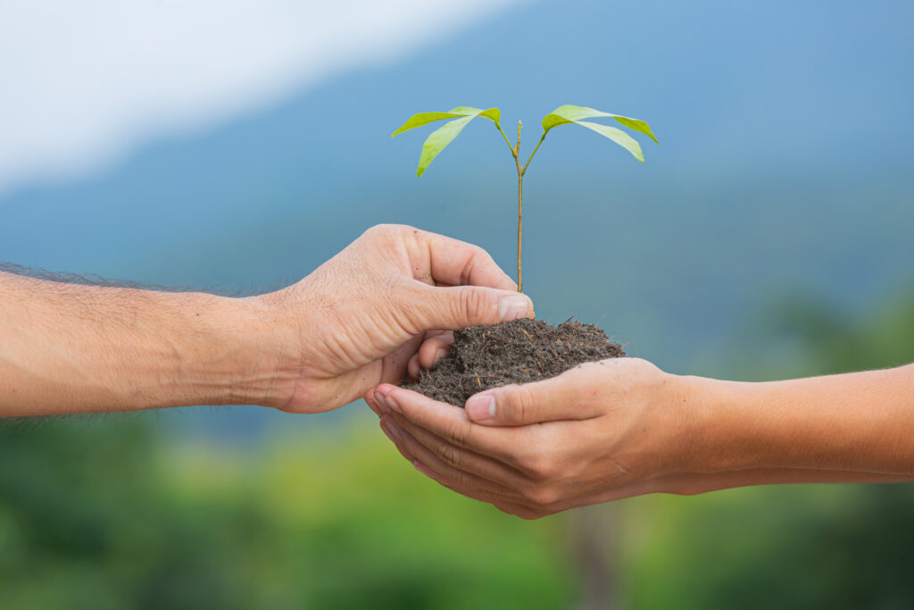 close up picture of hand passing the sapling of the plant to ano